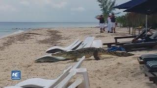 Turistas graban cocodrilo paseando en playa de Cozumel