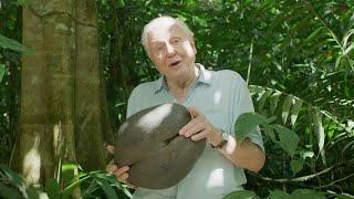 Sir David Attenborough Gives a Lesson on Seeds | The Green Planet | BBC Earth