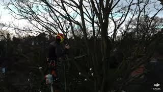 How to prune Sycamore trees 