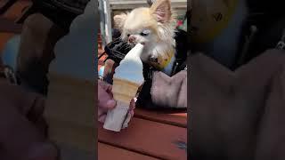 Chihuahua Cedric Takes Dad Out For Ice-Cream For Fathers Day #howling #funnyshorts