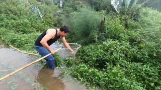 水库被暴雨灌满，流出不少鱼儿到公路上，阿阳听到消息立马拿网去抓