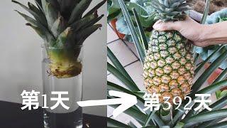 盆栽种植凤梨(菠萝),用“凤梨头”就行,不信你试试! 历时一年多年记录!