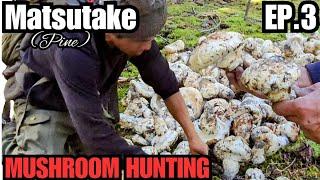 Matsutake (Pine) Mushrooms EP.3 (The Long Hike)