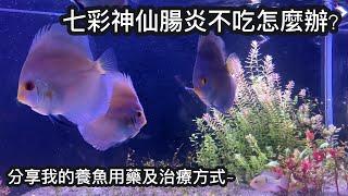 教你如何處理七彩突然不吃!!分享治療和用藥經驗~ | 水族系列