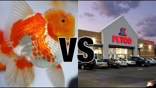 Petco Goldfish vs Show Quality