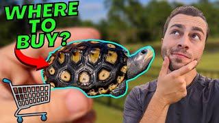 Where To Buy Diamondback Terrapins