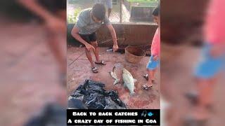 Monsoon Fishing in My village | Goa | India #fishing