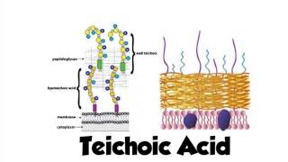 Teichoic Acid | gram-positive bacteria | microbiology