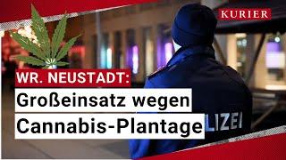 Wiener Neustadt Großeinsatz wegen Cannabis-Plantage