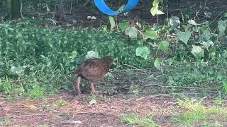 Cheeky Weka, Riwaka, New Zealand (8-28-22)