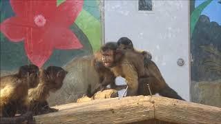 레슬링놀이중인 갈색꼬리감기원숭이들 White faced Capuchin wrestling monkey