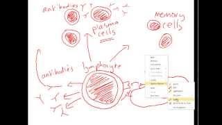 Vaccination and immunity for iGCSE Biology