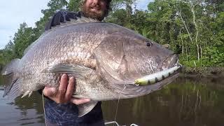 PNG Black Bass - The worlds most powerful sport fish!