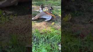 Selfbow deer #novembersouth #traditionalarchery #bowhunting #osage #bowandarrow #selfbow