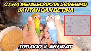 Cara Membedakan Lovebird Jantan Dan Betina Yang Akurat