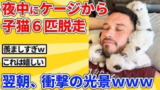 【2ch動物スレ】朝起きたら子猫6匹がケージにいない→とんでもない場所で発見ｗｗｗｗｗ