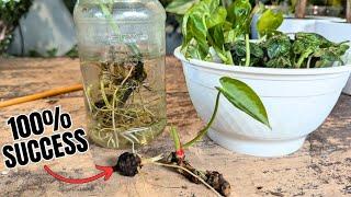 propagation for beginners MANY different methods for success