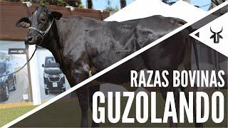 Guzolando | Razas bovinas