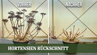 Hortensien richtig schneiden - der Weg zu einer prachtvollen Blüte