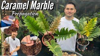 PROPAGATING MY CARAMEL MARBLE PHILODENDRON