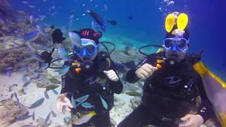 [CEBU Scubadiving] 세부 올랑고 섬에서 진행된 체험 펀다이빙! 이곳이 바로 물반 고기반