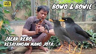 BOWO & BOWIE, JALAK KEBO KESAYANGAN