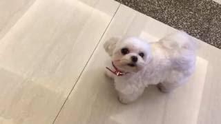 【狗叫】馬爾濟斯小可愛對誰汪汪叫 | What's my dog saying ? （Hello?)