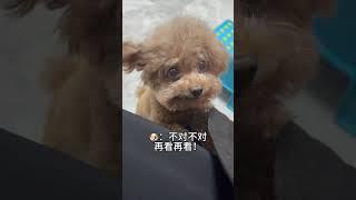 Guess what she wants? #cute #dog #toypoddle #dogs