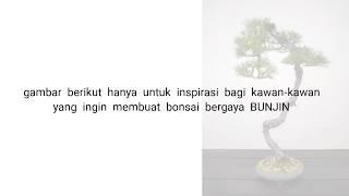 Bunjin bonsai - untuk inspirasi