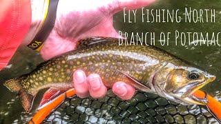 Fly Fishing North Branch of the Potomac