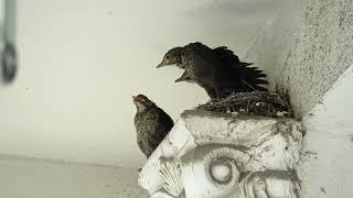 Chinese starling chicks in their nest waiting for their mother to feed them [2022 | Shanghai, China]