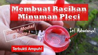 Racikan Minuman Pleci Manjur Cepat Ngalas Buka Paruh Modal Cuma 6 Ribu