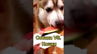 ПОДПИСЫВАЙСЯ, больше видео в профиле!️ #хаски #хаскивидео #юмор #собака #собакаулыбака #питомцы