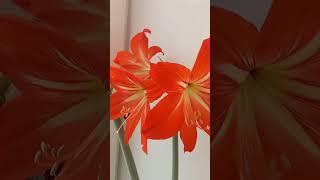 Этот прекрасный мир! #shorts #short #shortvideo