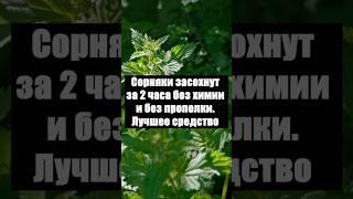 Сорняки засохнут за 2 часа без химии и без прополки. Лучшее действенное средство #огород #сад #дача