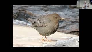 1/11/23 Ted Floyd, American Birding Association, presents "Stealth Birds"