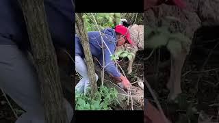 Как всё начиналось. Переезд на хутор. #shorts #tiktok #домвдеревне #переездвдеревню