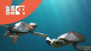 Une histoire de tortues