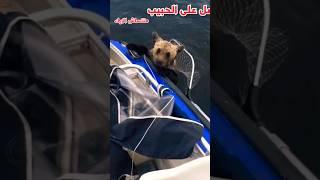 حيوانات طلبت المساعده من البشر #حيوانات