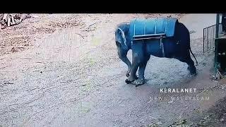 Munnar elephant attack full video padayappa