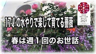 底面給水プランター　うるオンプランターで薔薇を楽して育てています。春は週1回17ℓ満水にすれば我が家の環境では育ちます。