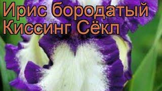 Ирис бородатый Киссинг Сёкл (iris)  ирис Киссинг Сёкл обзор: как сажать рассада ириса Киссинг Сёкл