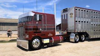 Heavy Cattle Haul - (Custom Cabover) - Peterbilt 362 with CAT Power - American Truck Simulator