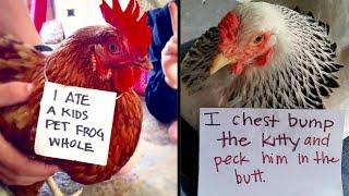 Farmers Are Shaming Their Chickens For Their ‘Crimes’ And It’s Too Entertaining To Read (NEW PICS)