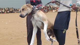 Pakistani famous bully dog moju | top class bully kutta | sial daily vlog | khan saheb