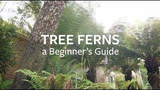 How to look after Tree Ferns | Grow at Home | RHS