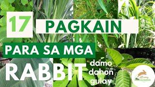 PAGKAIN PARA SA MGA RABBIT | 17 TYPES OF FOODS FOR RABBITS | RABBIT FARMING DBUNNIES