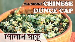 How to Grow and Care Orostachys iwarenge | Chinese Dunce Cap propagation | Succulent potting