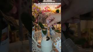 Нашатырный спир для орхидей #orchid #орхидеякорень #цветы