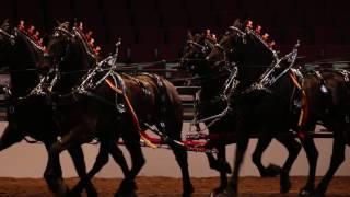 2017 Calgary Stampede Heavy Horse Show - Percheron Six Horse Hitch